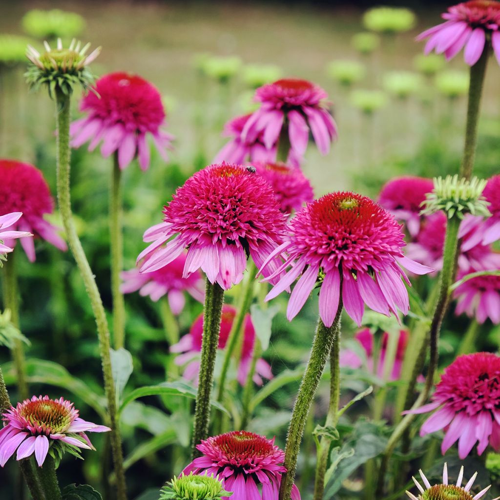 Echinacea purpurea Catharina - Purple Coneflower