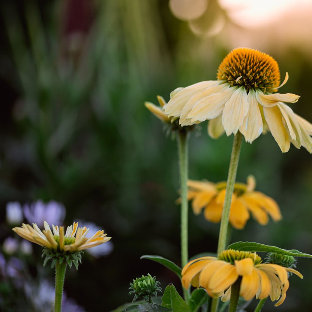 Echinacea Cheyenne Spirit - Echinacée