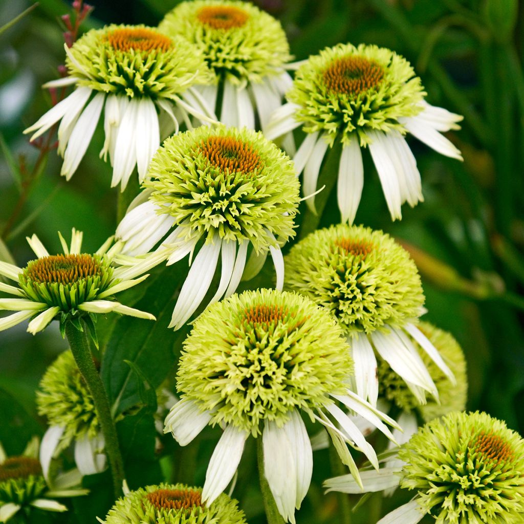 Echinacea purpurea Coconut Lime - Purple Coneflower