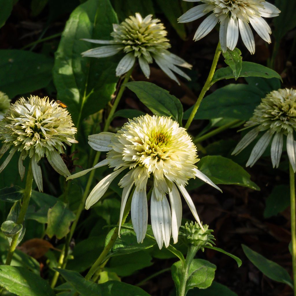 Echinacea purpurea Coconut Lime - Purple Coneflower