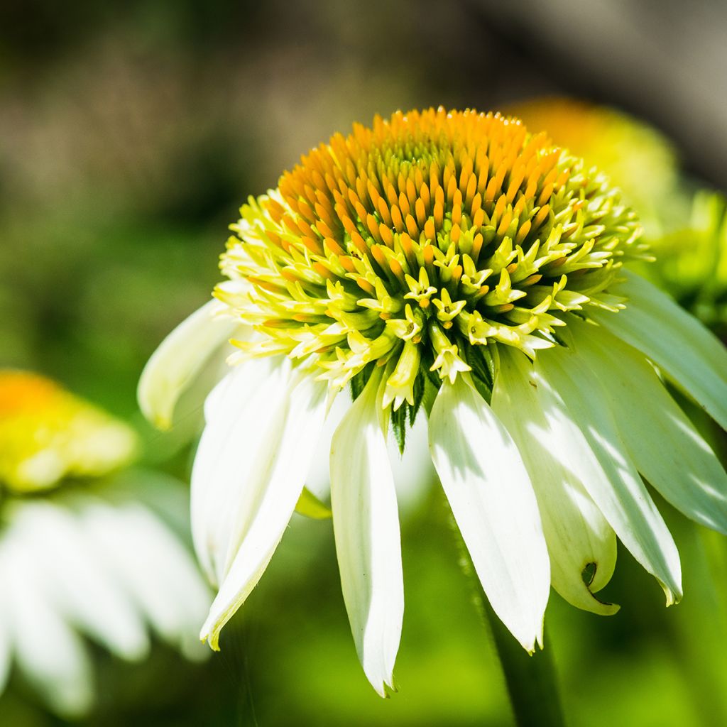 Echinacea purpurea Coconut Lime - Purple Coneflower