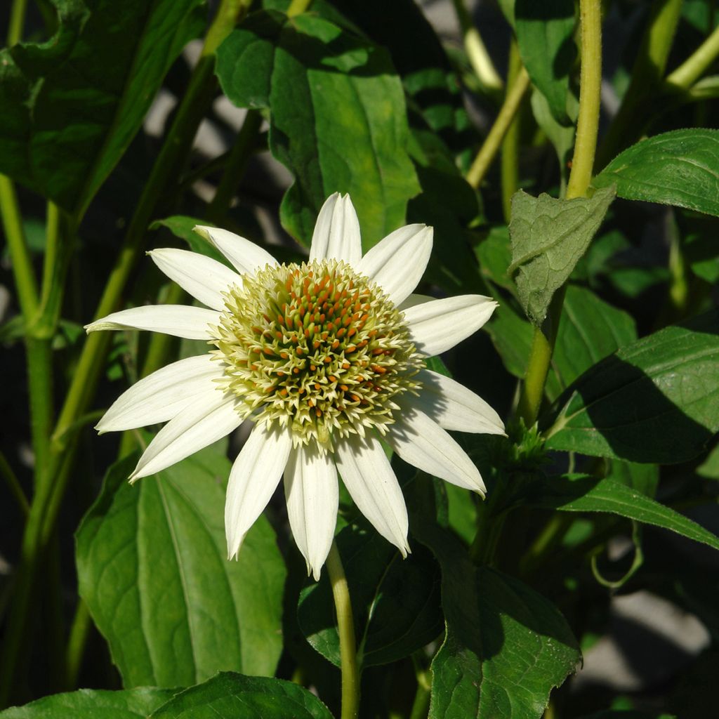 Echinacea purpurea Coconut Lime - Purple Coneflower