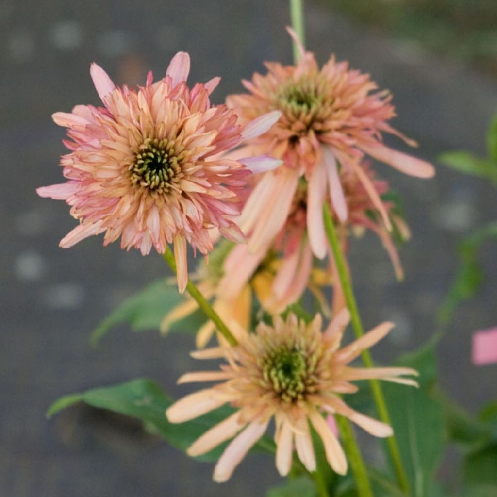 Echinacea Cranberry Cupcake - Rudbeckia pourpre