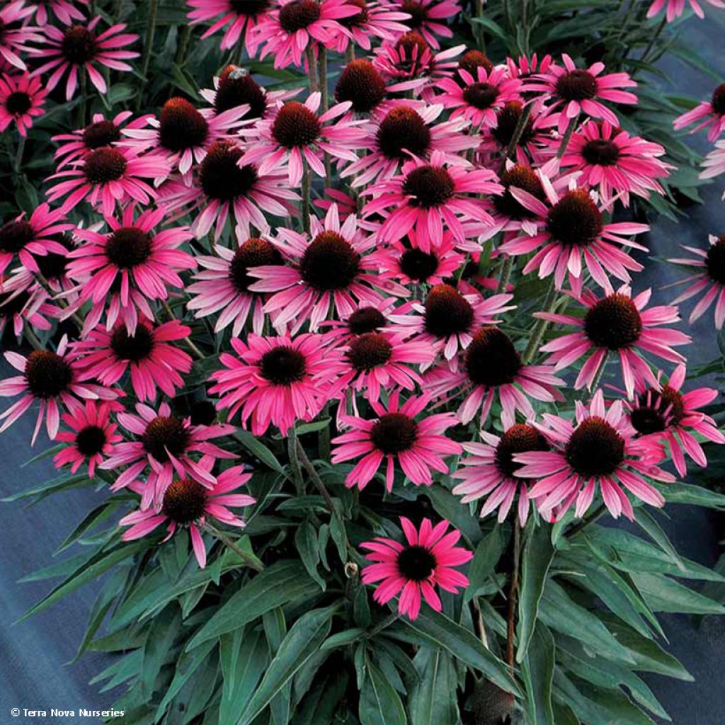 Echinacea Dark Shadows Wicked - Rudbeckia