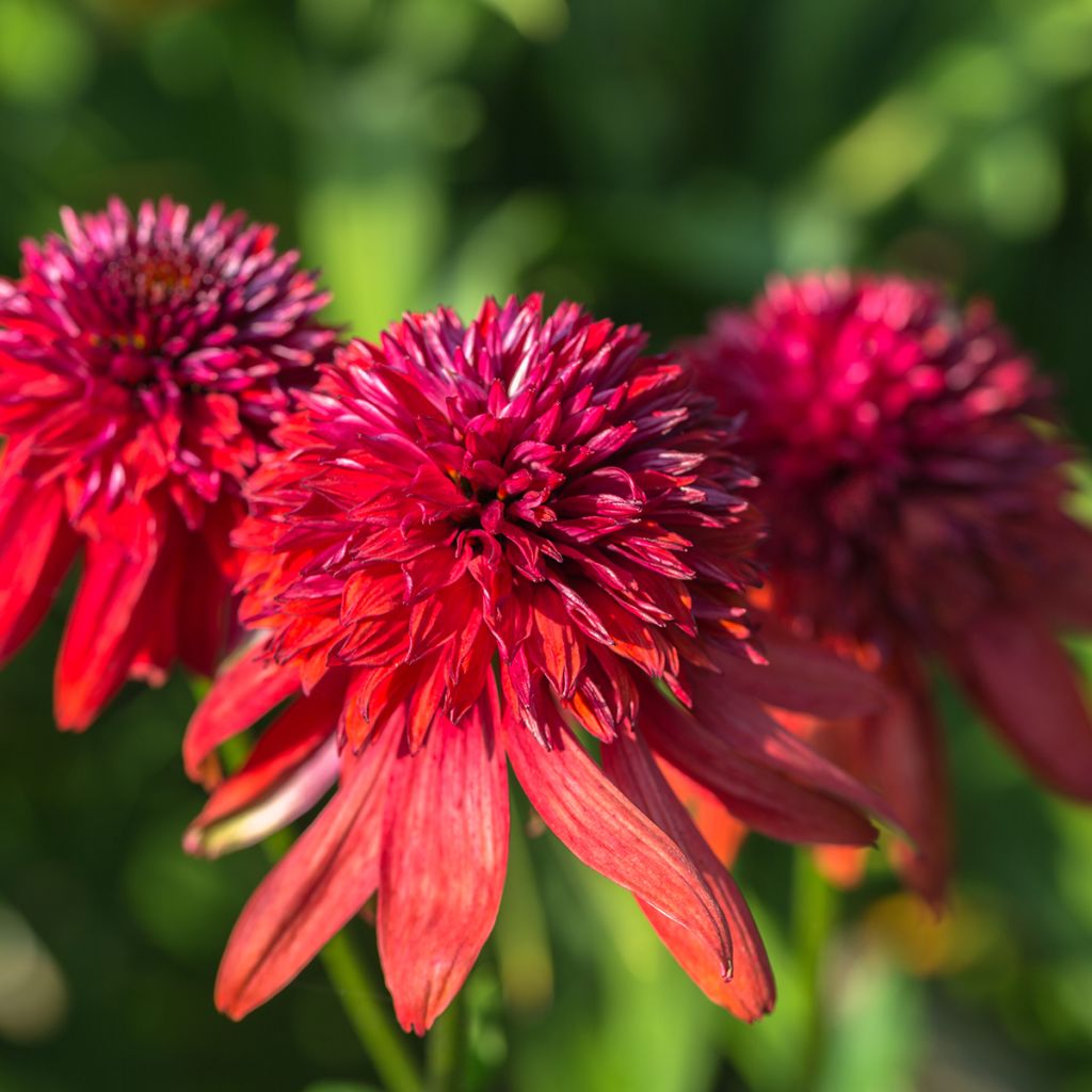 Echinacea purpurea Eccentric - Purple Coneflower