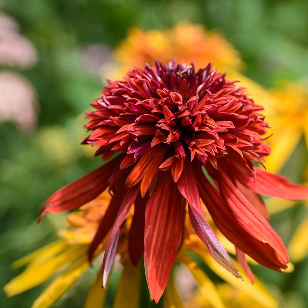 Echinacea purpurea Eccentric - Purple Coneflower