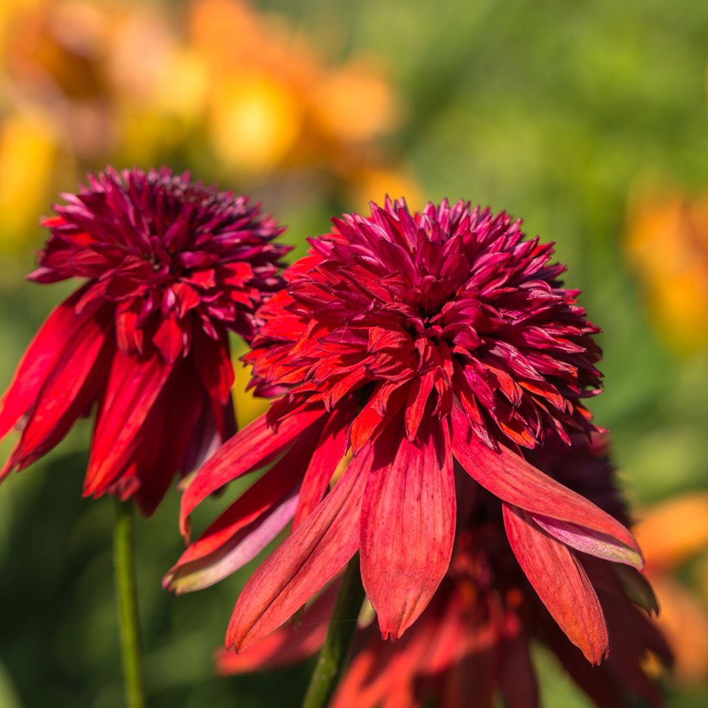 Echinacea purpurea Eccentric - Purple Coneflower