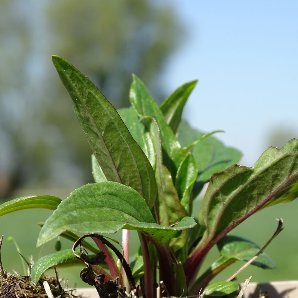 Echinacea Eccentric - Rudbeckia pourpre