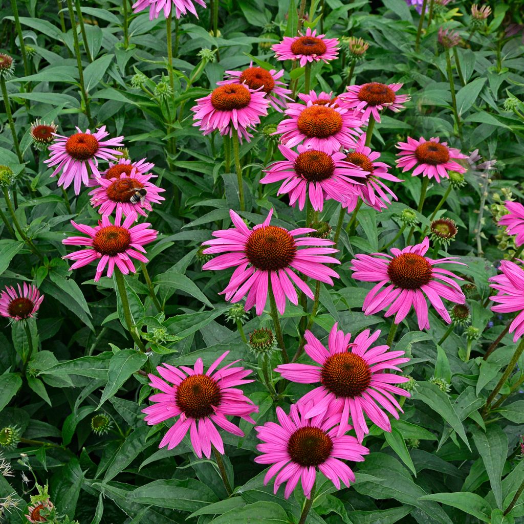 Echinacea purpurea Fatal Attraction - Purple Coneflower