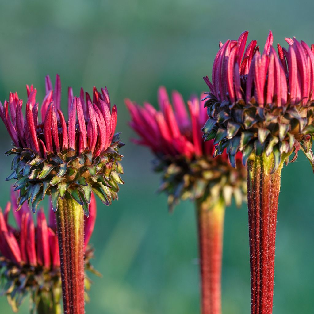 Echinacea purpurea Fatal Attraction - Purple Coneflower