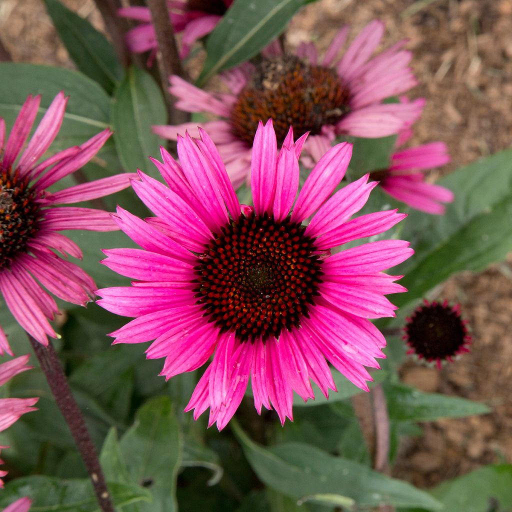 Echinacea purpurea Fatal Attraction - Purple Coneflower