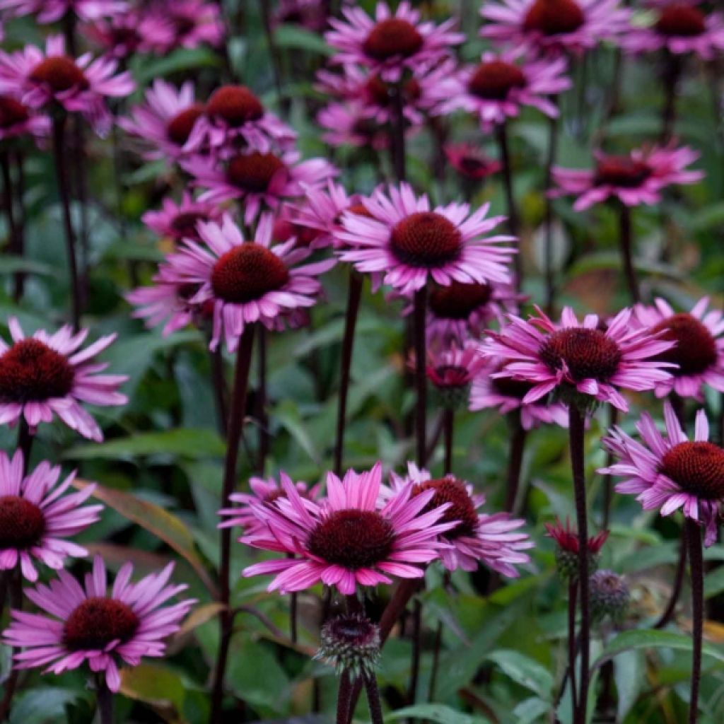 Echinacea Fatal Attraction - Rudbeckia pourpre