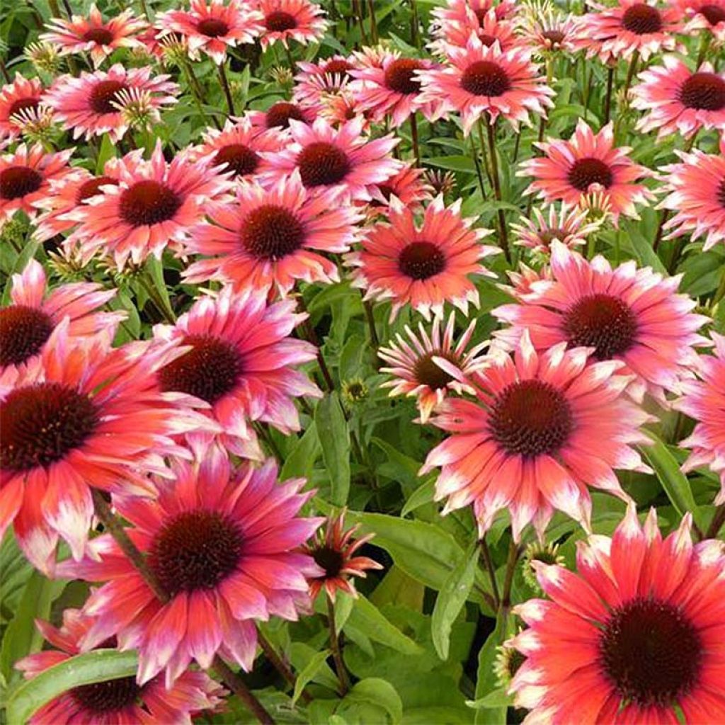 Echinacea Flamingo - Rudbeckia hybride