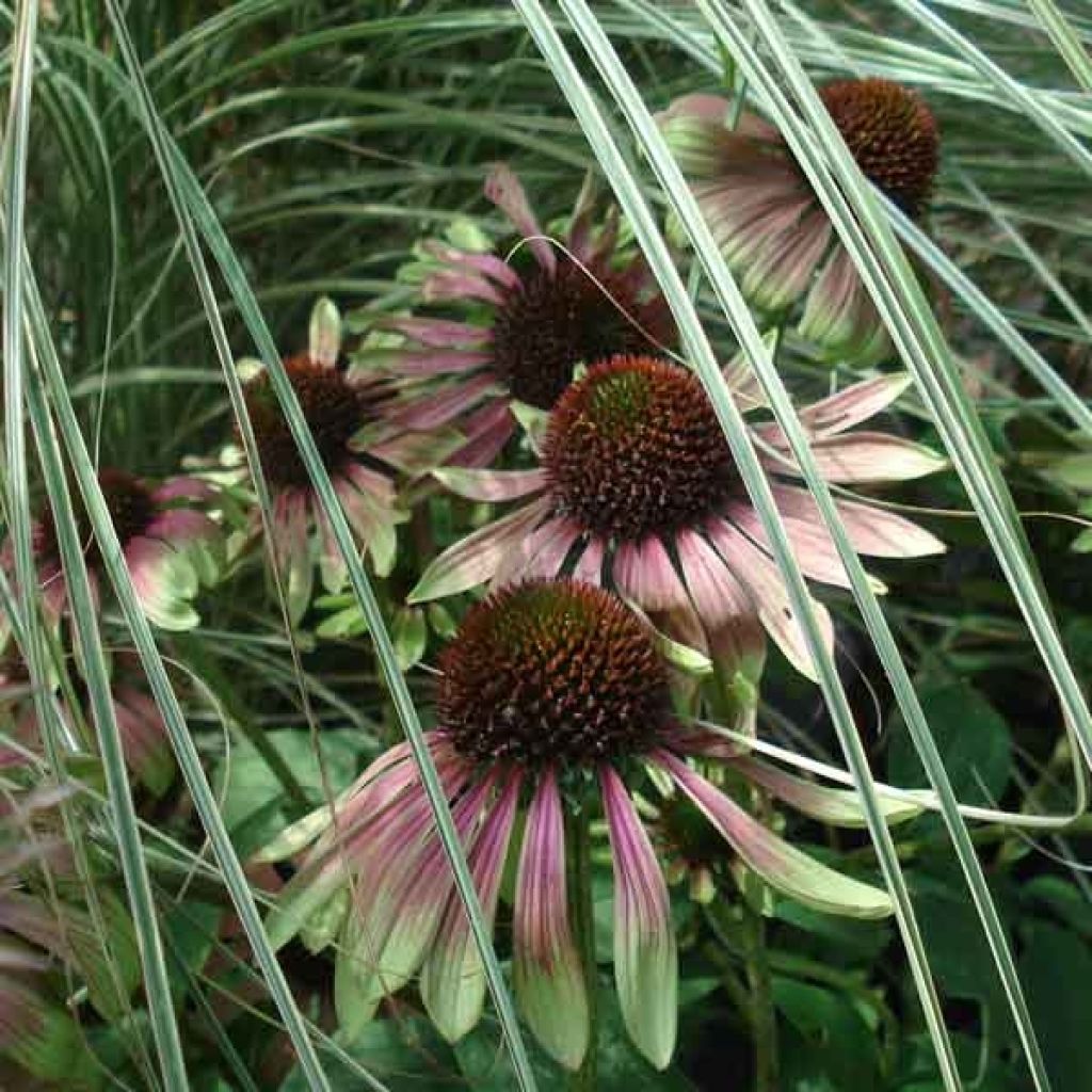 Echinacea Green Envy - Rudbeckia pourpre