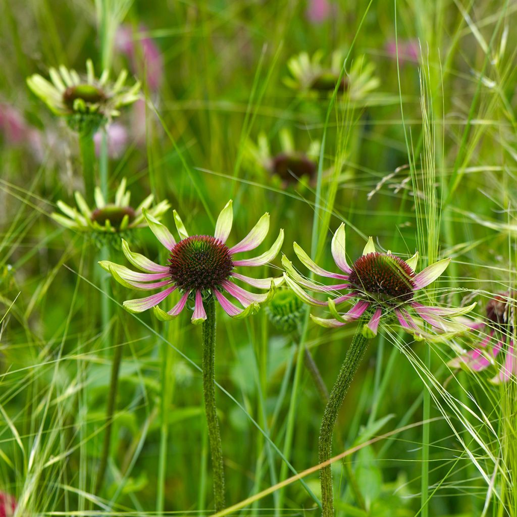 Echinacea purpurea Green Envy - Purple Coneflower