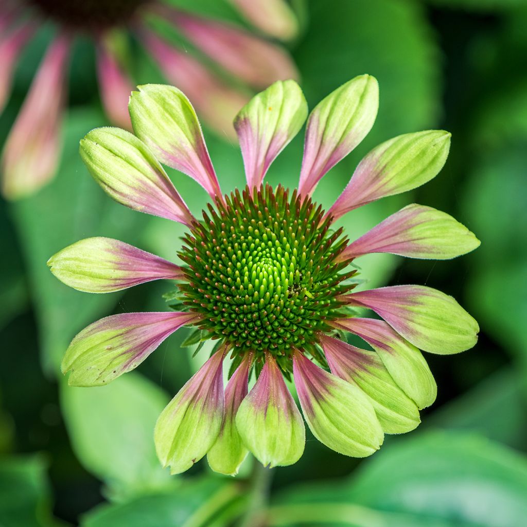 Echinacea purpurea Green Envy - Purple Coneflower