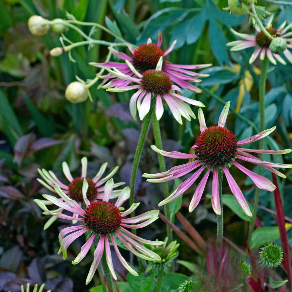 Echinacea purpurea Green Envy - Purple Coneflower