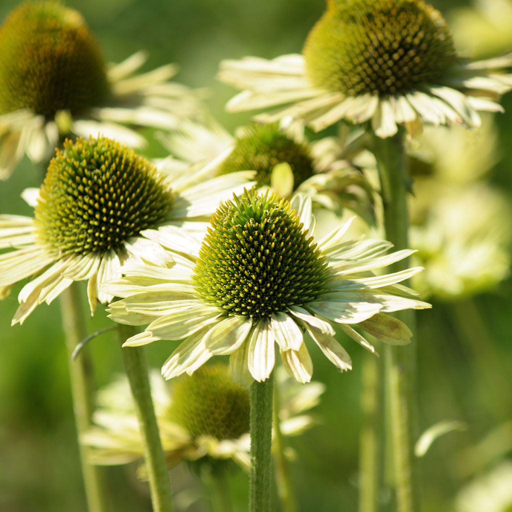 Echinacea purpurea Green Jewel - Purple Coneflower