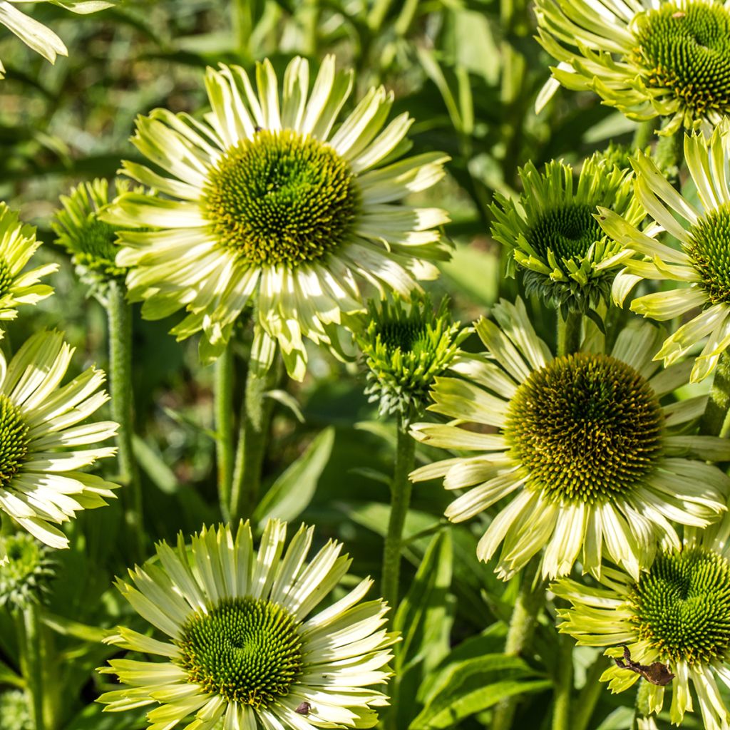 Echinacea purpurea Green Jewel - Purple Coneflower