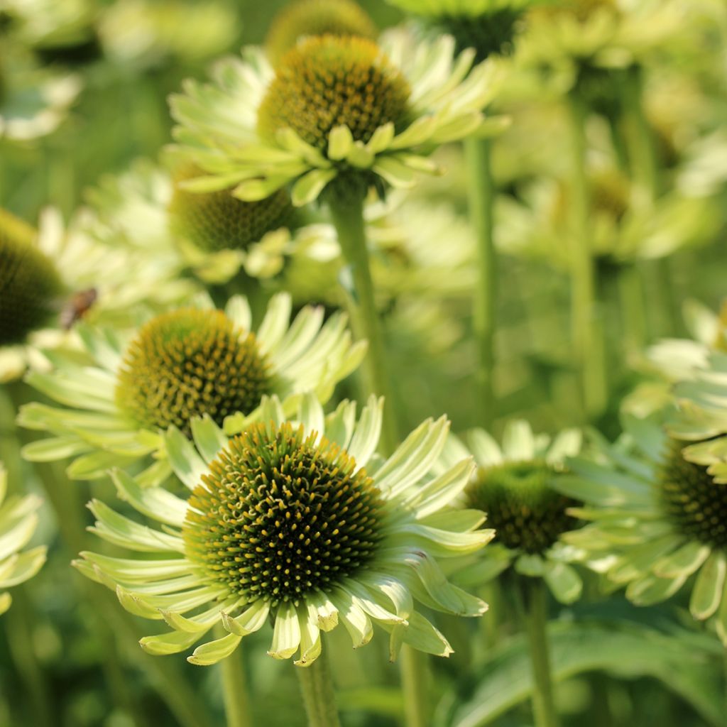 Echinacea purpurea Green Jewel - Purple Coneflower