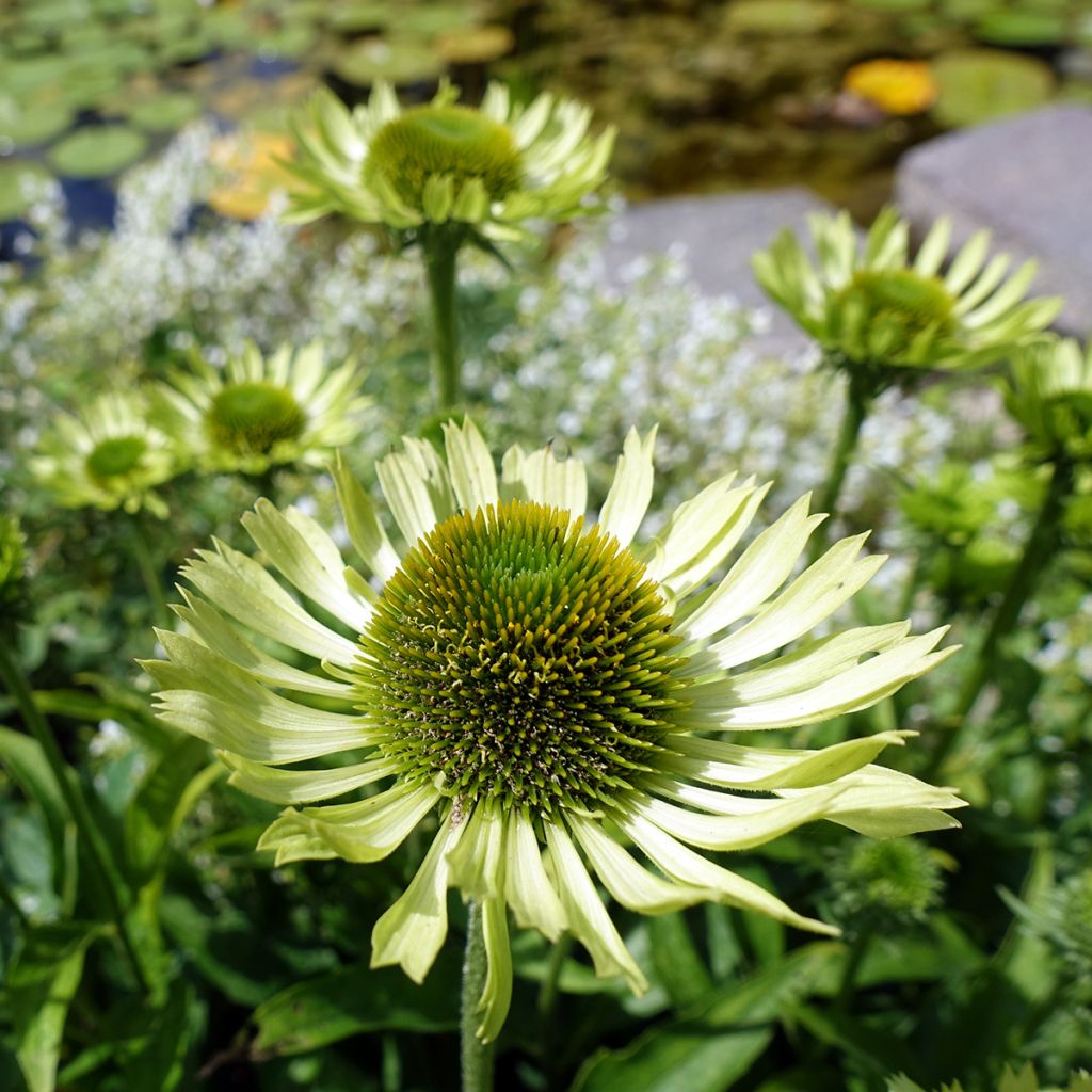 Echinacea purpurea Green Jewel - Purple Coneflower