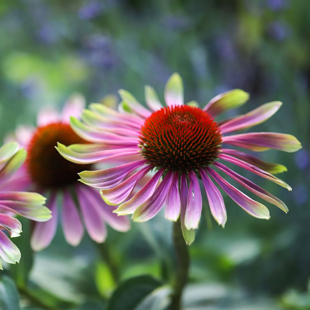 Echinacea purpurea Green Twister - Purple Coneflower