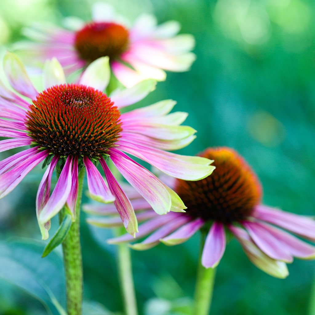 Echinacea purpurea Green Twister - Purple Coneflower