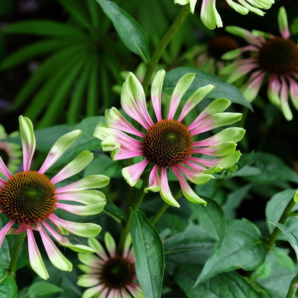 Echinacea purpurea Green Twister - Purple Coneflower