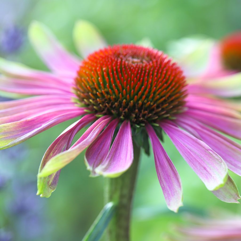 Echinacea purpurea Green Twister - Purple Coneflower