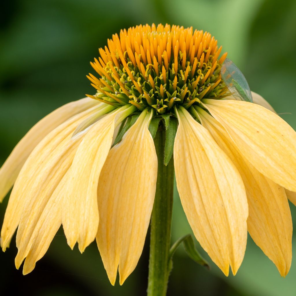 Echinacea purpurea Harvest Moon - Purple Coneflower