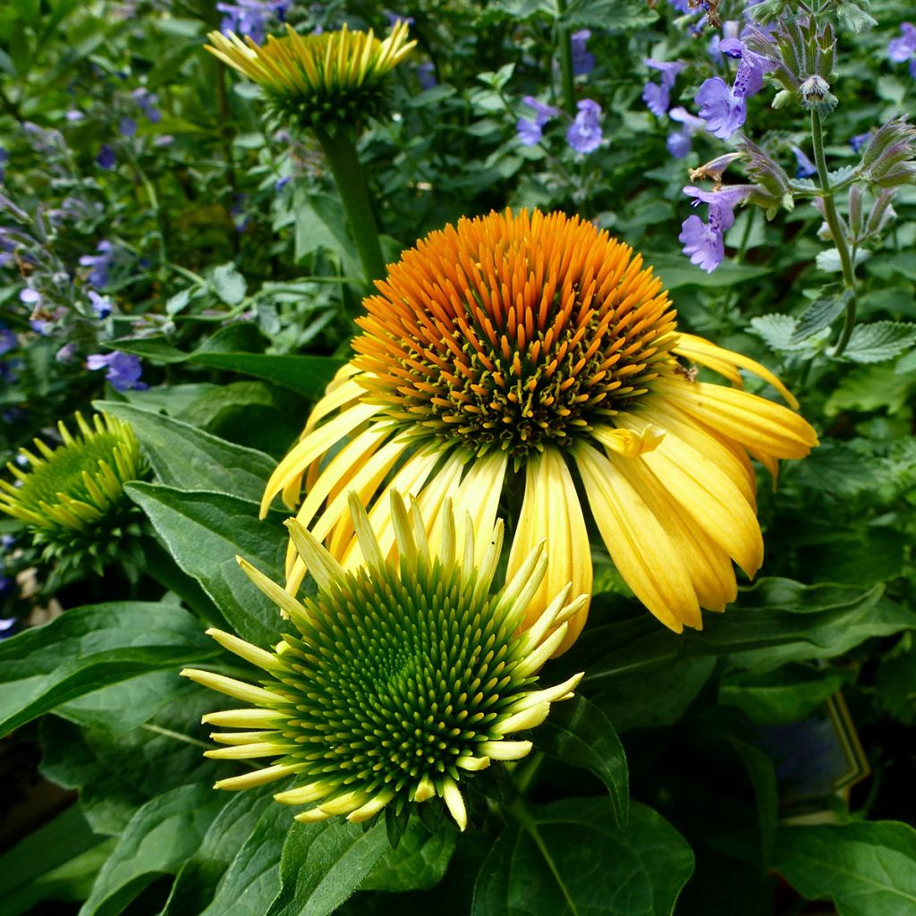 Echinacea purpurea Harvest Moon - Purple Coneflower