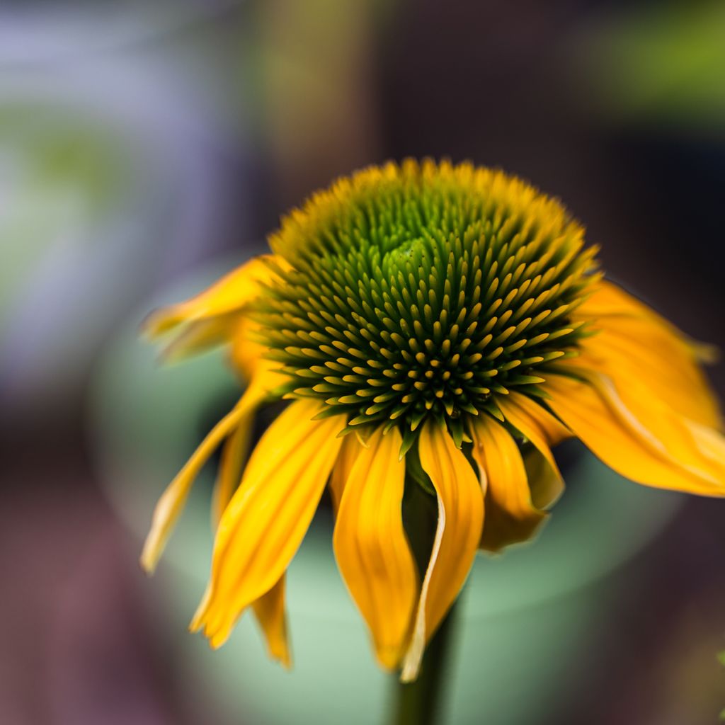 Echinacea purpurea Harvest Moon - Purple Coneflower