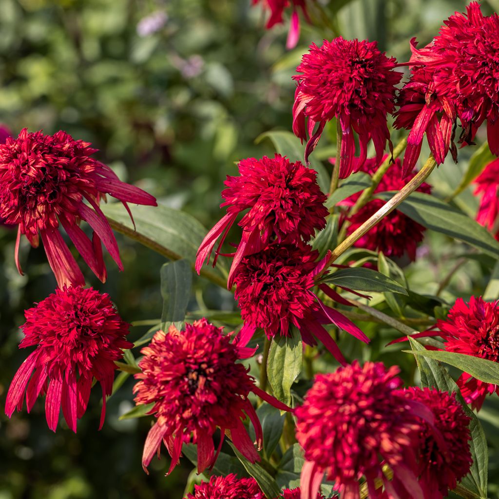 Echinacea purpurea Hot Papaya - Purple Coneflower