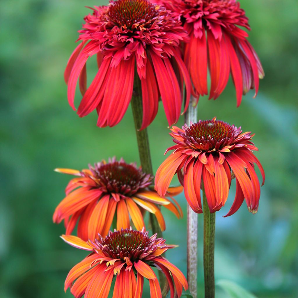 Echinacea purpurea Hot Papaya - Purple Coneflower