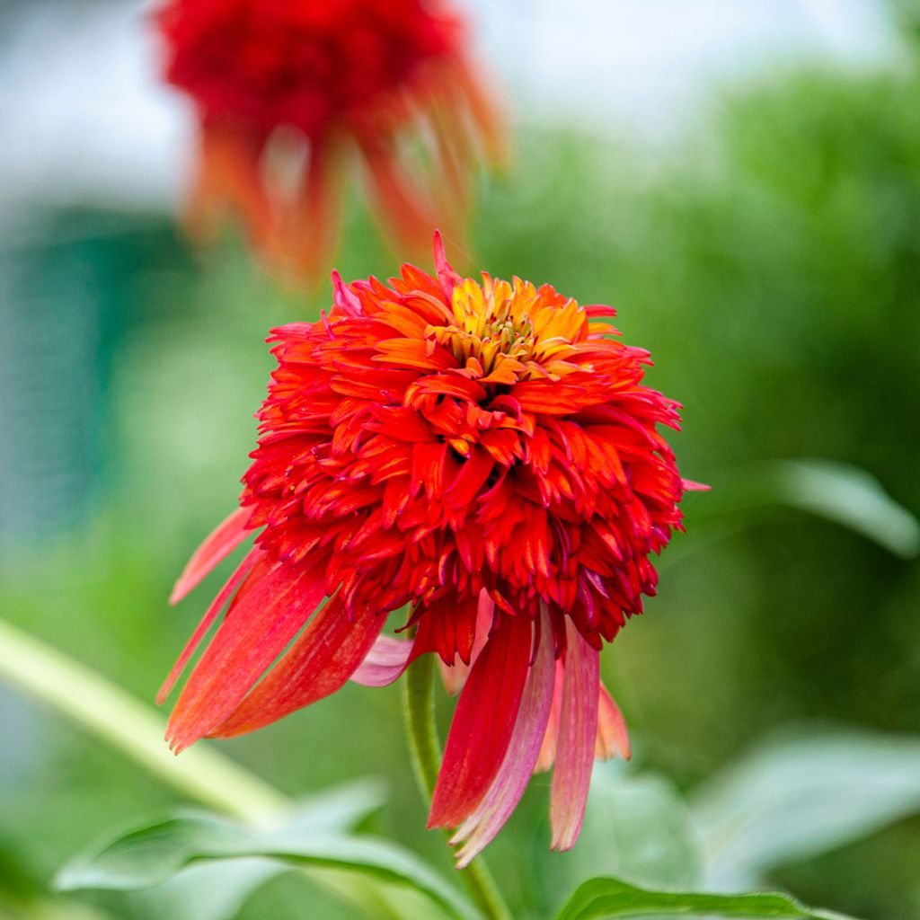 Echinacea purpurea Hot Papaya - Purple Coneflower