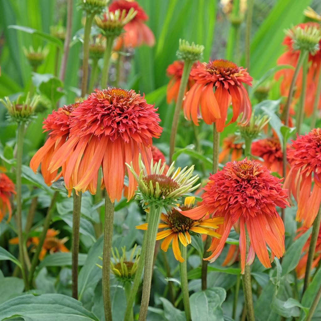 Echinacea purpurea Hot Papaya - Purple Coneflower