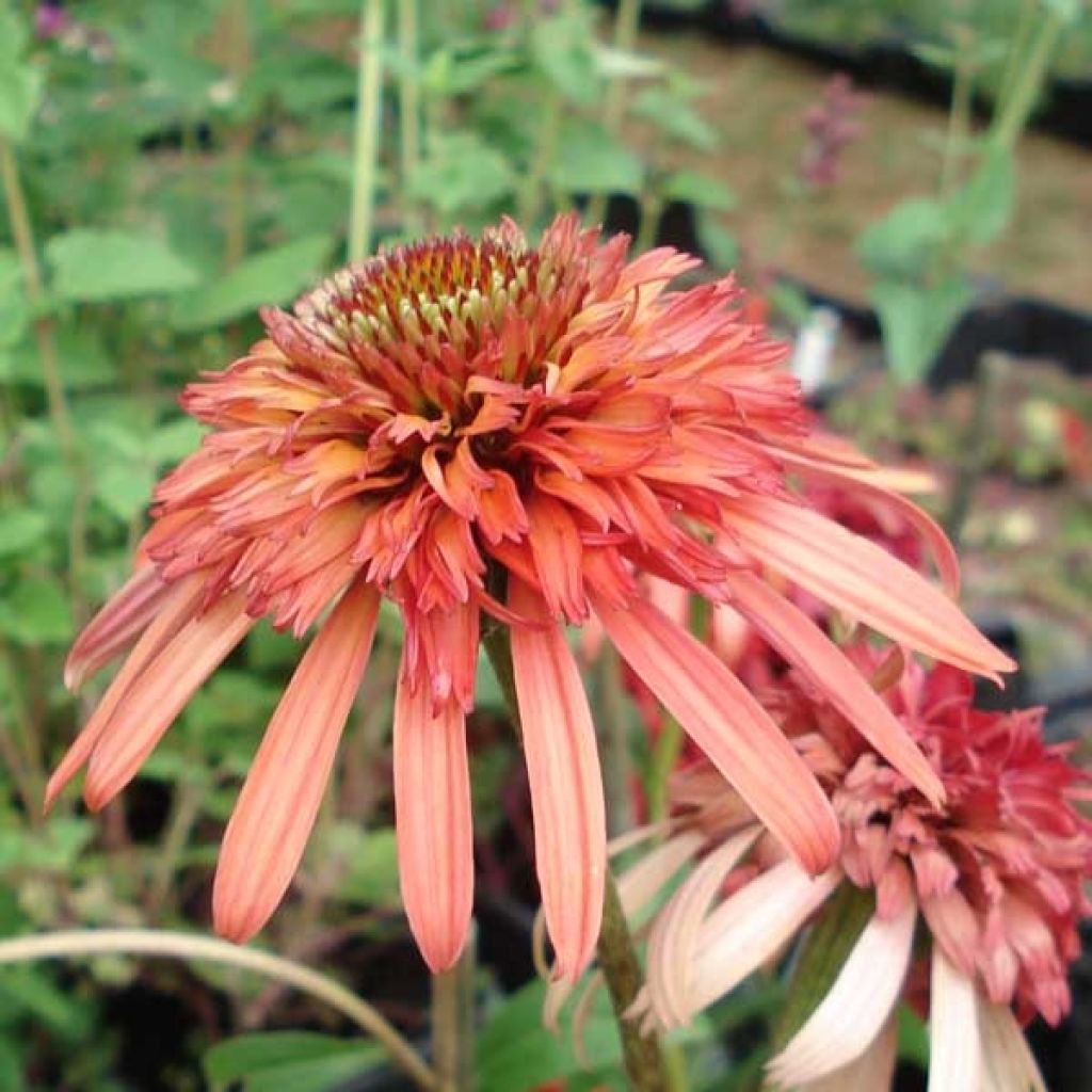 Rudbeckia ou Echinacea purpurea Irresistible