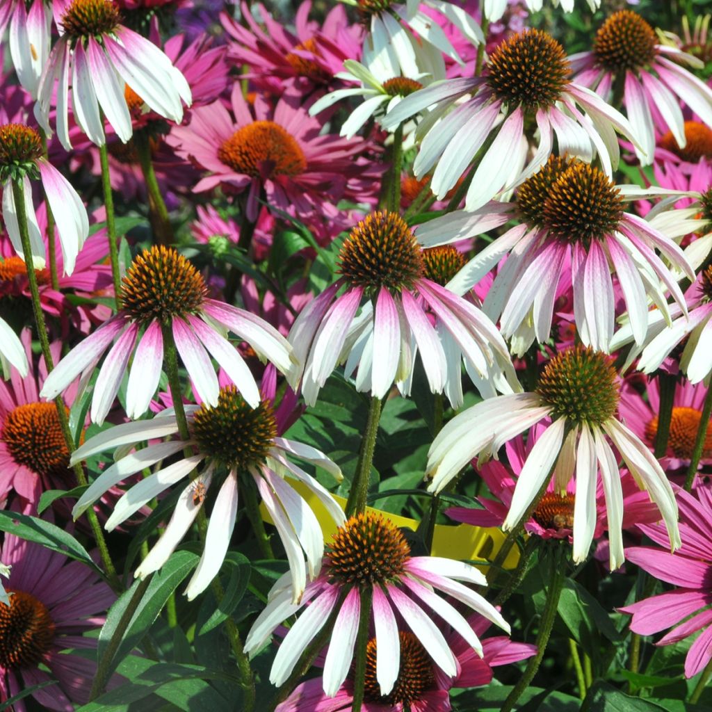 Echinacea JS Engeltje Pretty Parasols - Echinacée