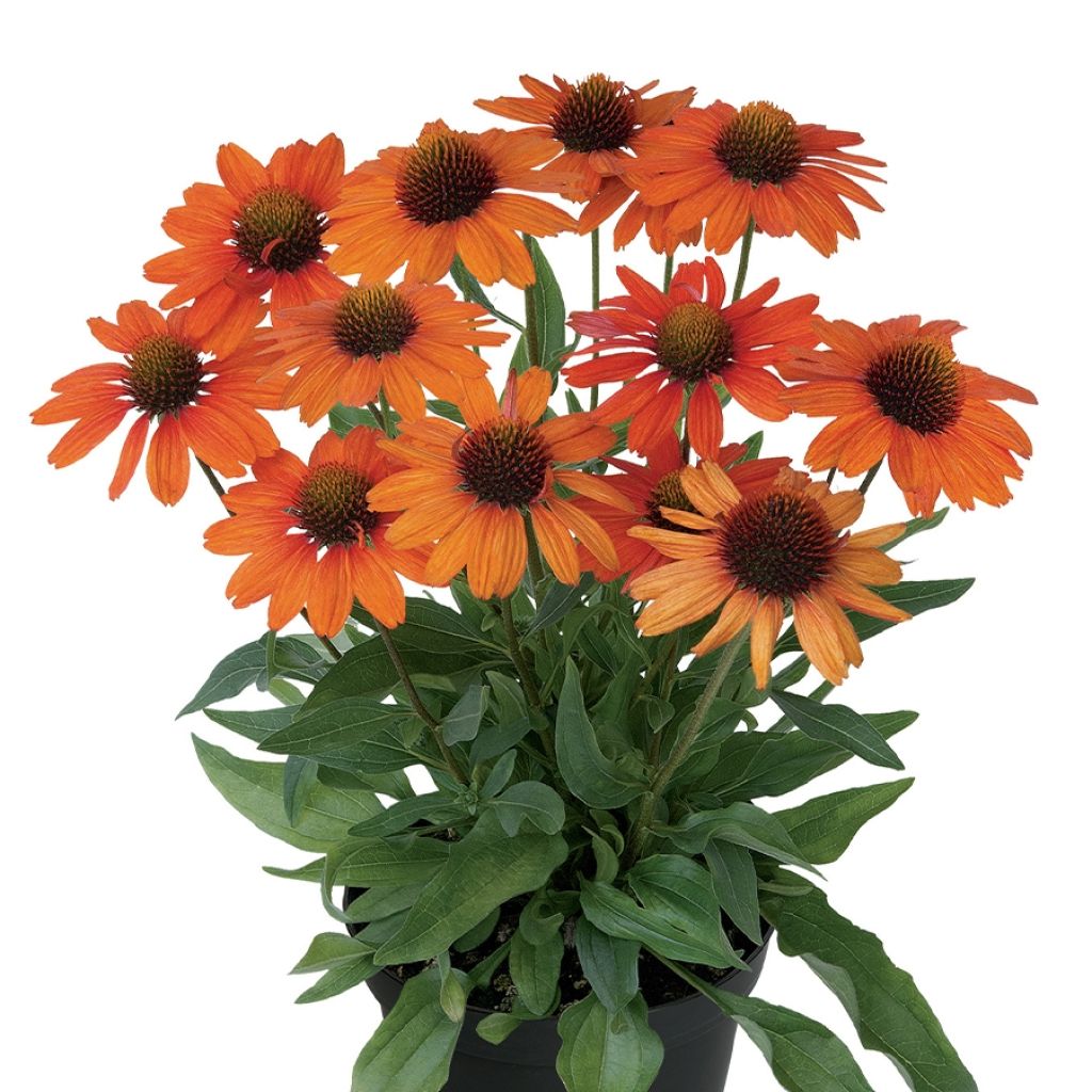 Echinacea purpurea Kismet Orange Intense - Purple Coneflower