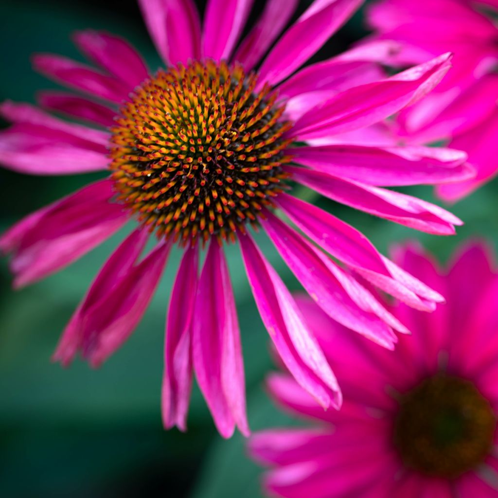 Echinacea purpurea Kismet Raspberry - Purple Coneflower