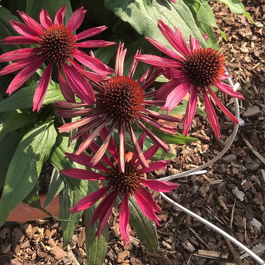 Echinacea Kismet Raspberry - Rudbeckia