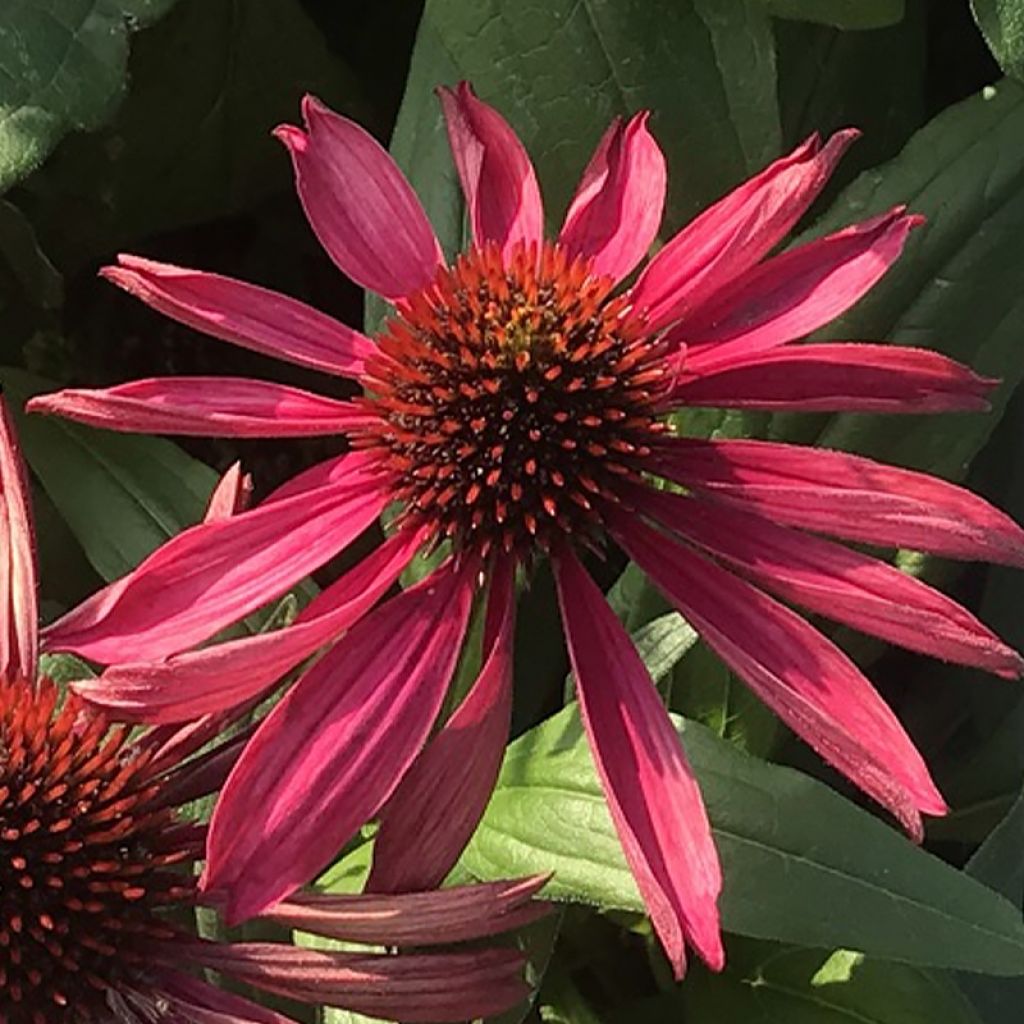 Echinacea Kismet Raspberry - Rudbeckia