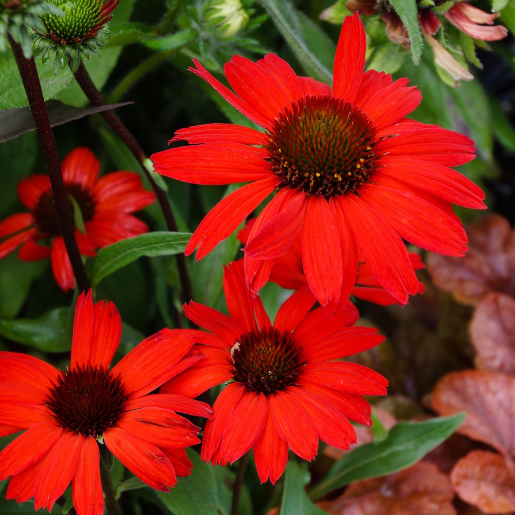 Echinacea purpurea 'Kismet Red'