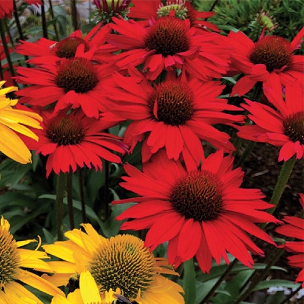 Echinacea Kismet Rouge (Red) - Rudbeckia