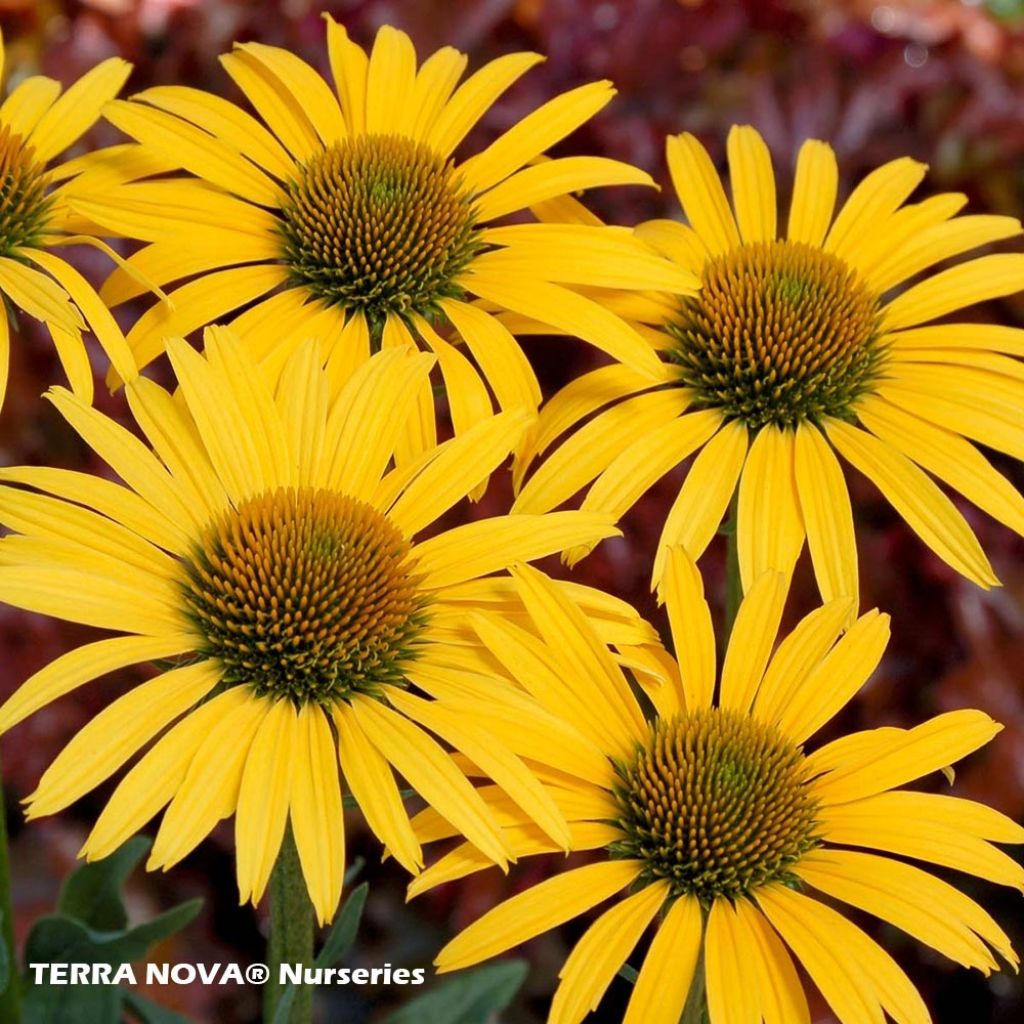Echinacea Mac n Cheese - Purple Coneflower