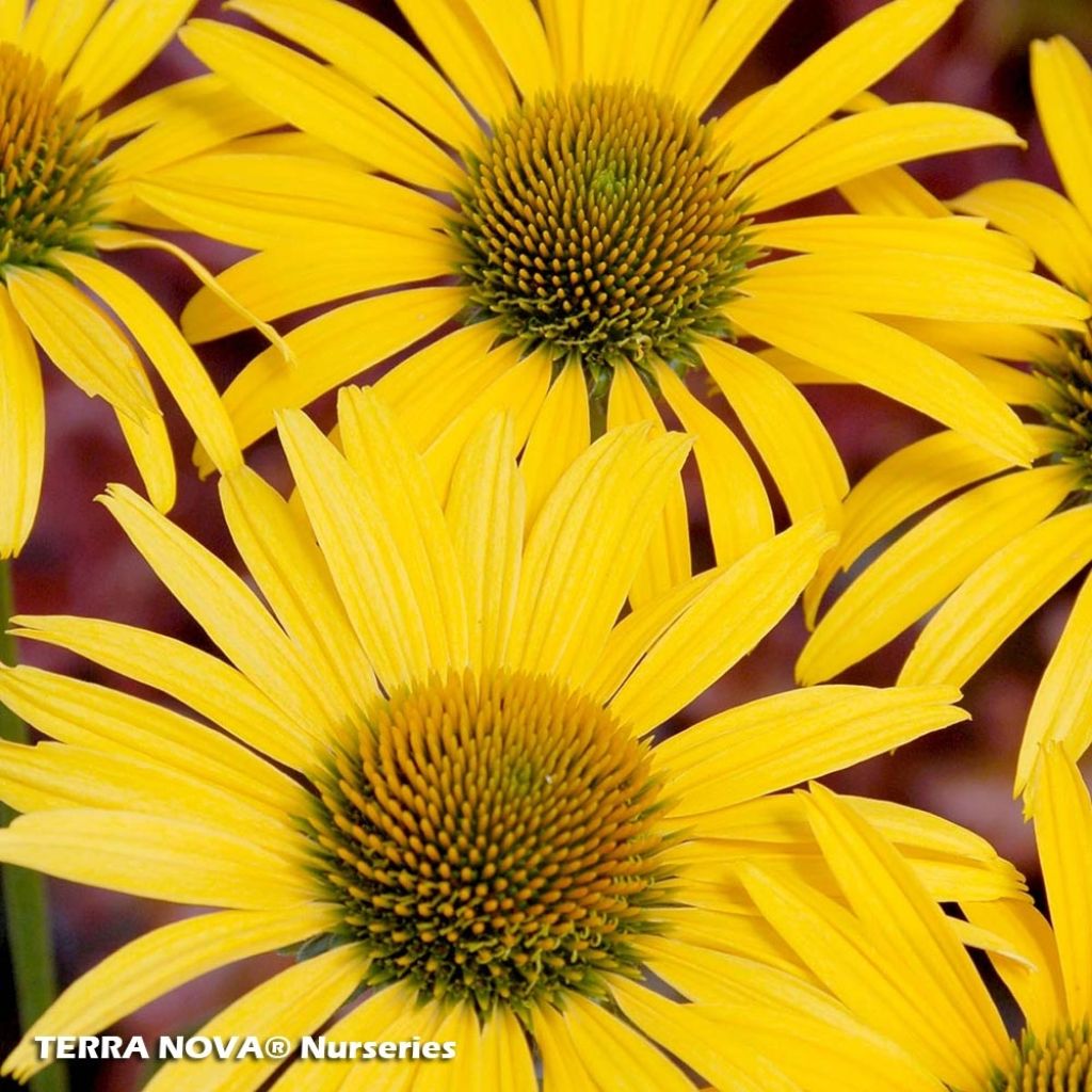 Echinacea Mac n Cheese - Purple Coneflower