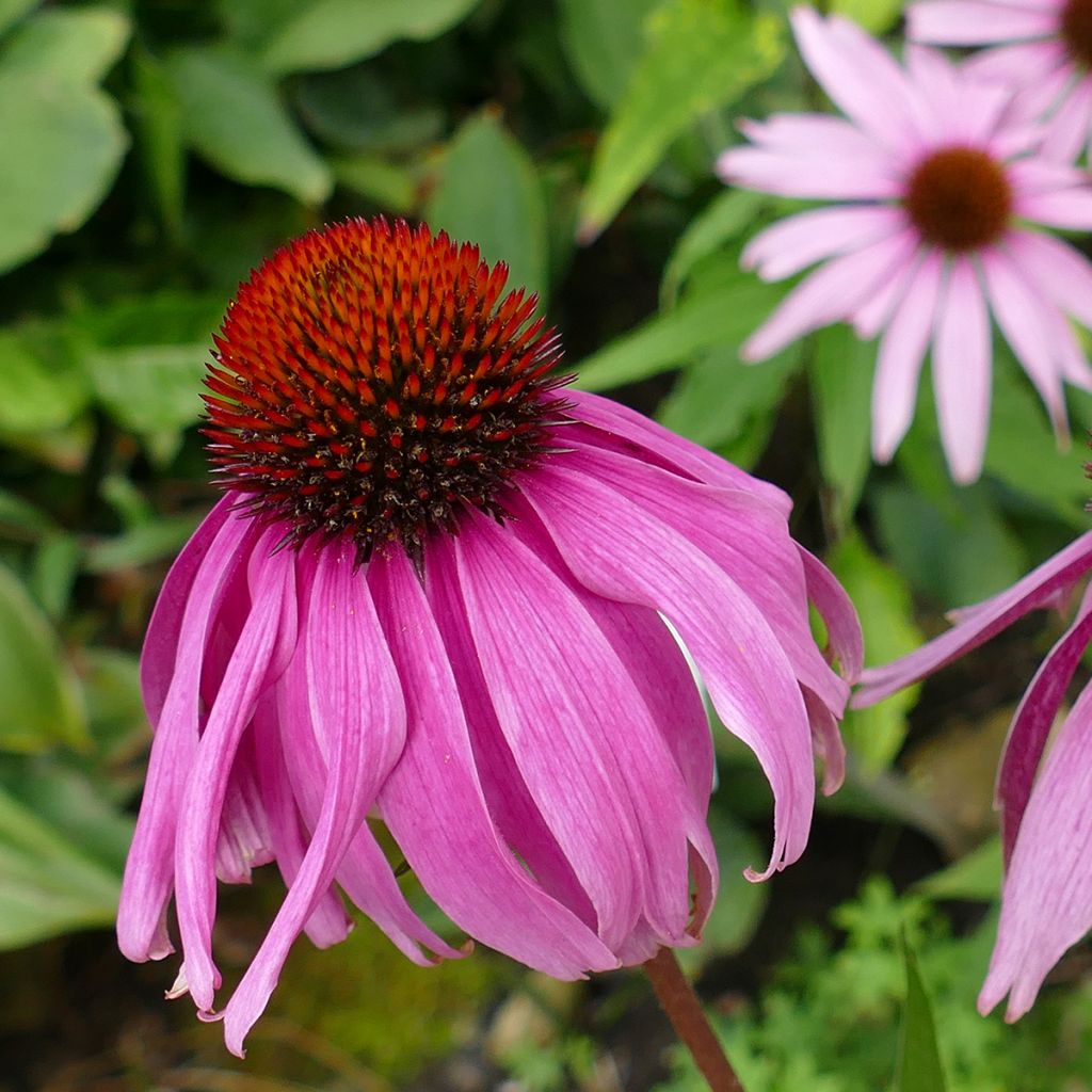 Echinacea purpurea Maxima - Purple Coneflower