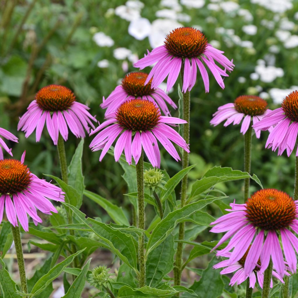 Echinacea purpurea Maxima - Purple Coneflower