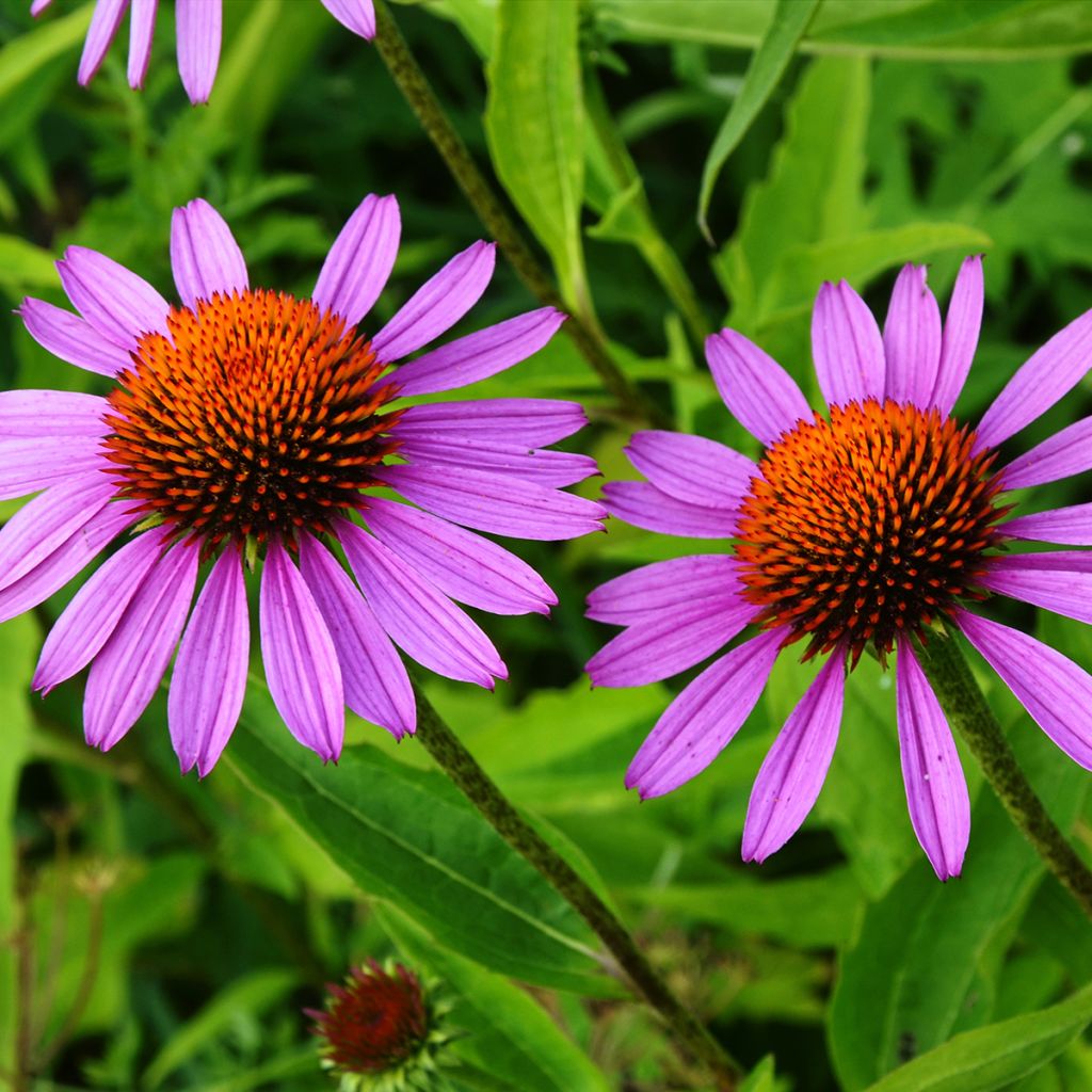 Echinacea purpurea Maxima - Purple Coneflower