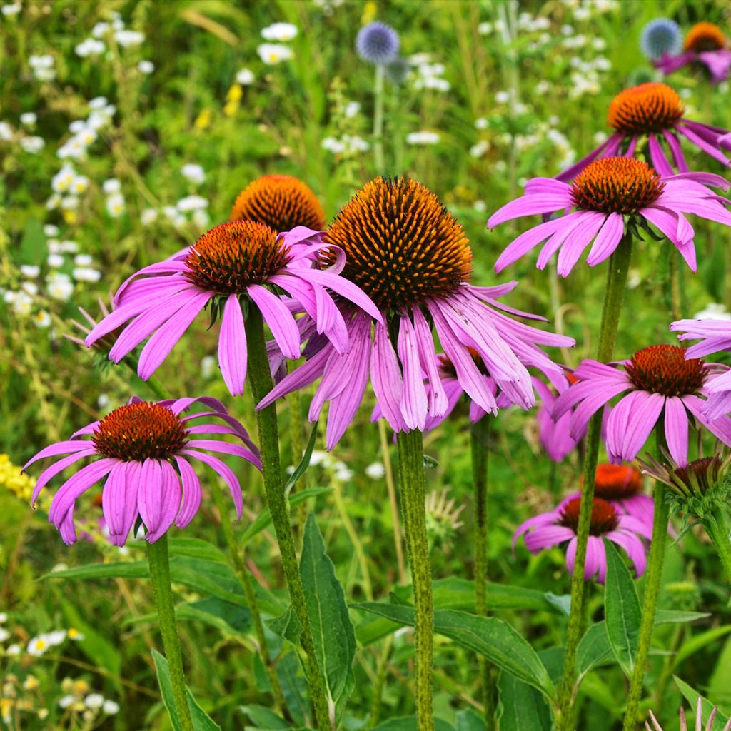 Echinacea purpurea Maxima - Purple Coneflower